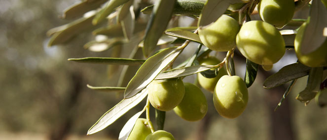 The health benefits of an olive leaf - Blackmores