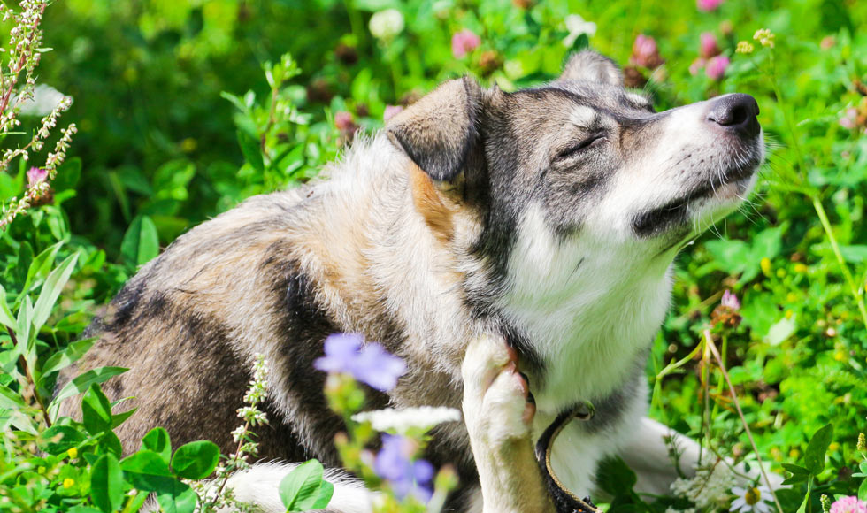 Cream for rash outlet on dog's belly