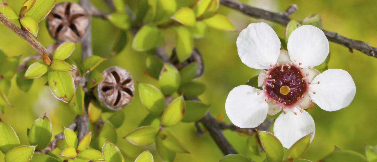 Blackmores preserving bush medicine