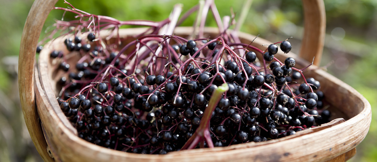 Blackmores the tradition of elderberry for cold and flu