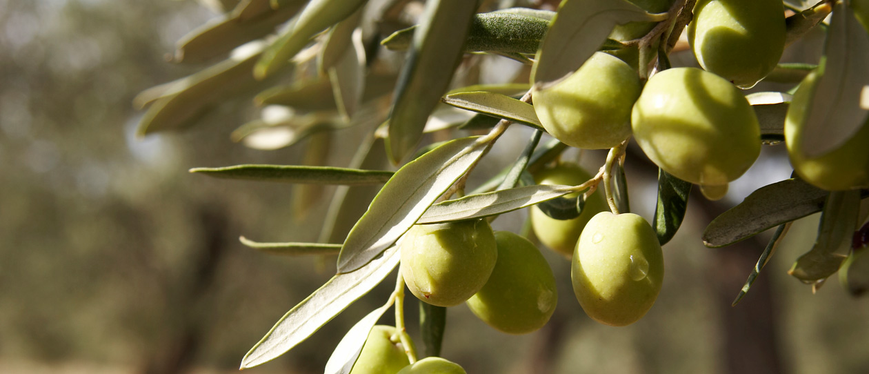 Blackmores the health benefits of olive leaf